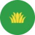 Cỏ trang trí, tiểu cảnh sân vườn